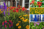 Borderpakket Lennart - Langbloeiende mix vaste planten - Halfschaduw & Zon