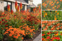 Borderpakket Levi - Vaste planten - Oranje bloemen - Zon borders