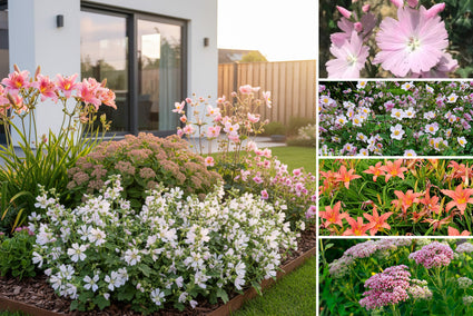 Borderpakket Lina - Vaste planten mix Roze bloeiers - Zon borders