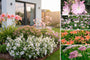 Borderpakket Lina - Vaste planten mix Roze bloeiers - Zon borders