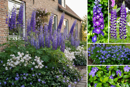 Borderpakket Lisanne - Paarse Vaste planten natte grond - Halfschaduw & zon