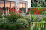 Borderpakket Lucas - Vaste planten voor (half)schaduw - paars, rood & roze