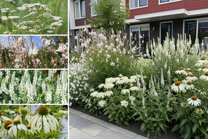 Borderpakket Maaike - Prairietuin met vaste planten Wit - Prairieborder - Zon