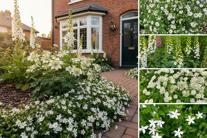 Borderpakket Maartje - Vaste planten Wit bloeiend - Voor Klei grond - Halfschaduw & Zon