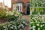 Borderpakket Maartje - Vaste planten Wit bloeiend - Voor Klei grond - Halfschaduw & Zon