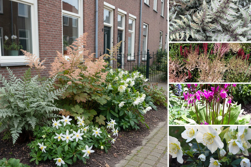 Borderpakket Machiel - Bloeiende schaduwplanten Roze & Wit - Schaduwborder mix - Per m2