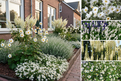 Borderpakket Max - Vaste planten mix Wit - Halfschaduw