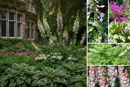 Borderpakket Milan - Schaduw & Halfschaduw - Vaste planten mix Wit & Roze