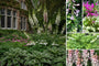 Borderpakket Milan - Schaduw & Halfschaduw - Vaste planten mix Wit & Roze