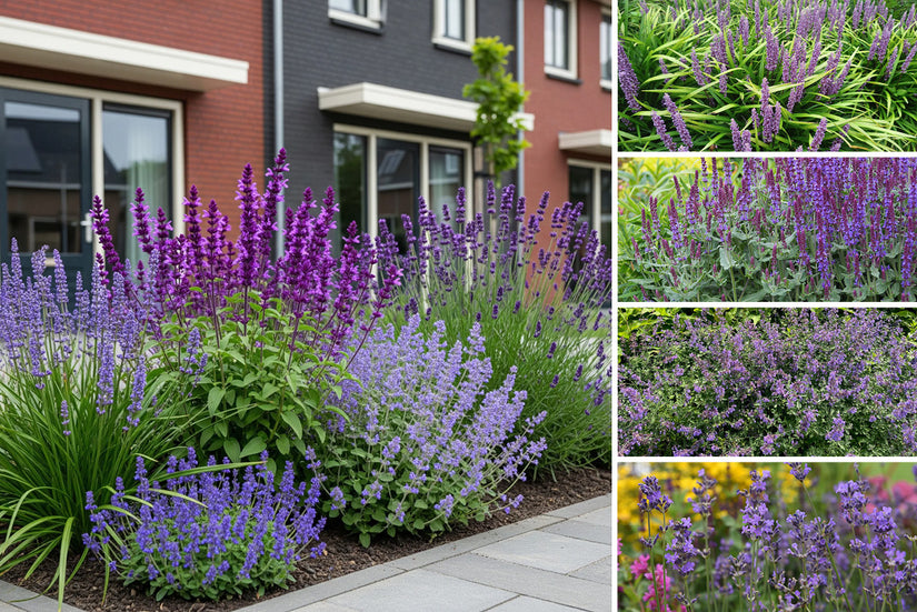 Borderpakket Milou - Vaste planten met Paarse bloemen - Positie Zon