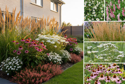 Borderpakket Mirthe - Vaste planten - Prairietuin - Wit & rood - droge grond - Zon