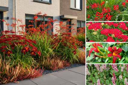 Borderpakket Noa - Vaste planten - Rood bloeiend - Zon & halfschaduw