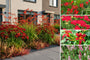 Borderpakket Noa - Vaste planten - Rood bloeiend - Zon & halfschaduw
