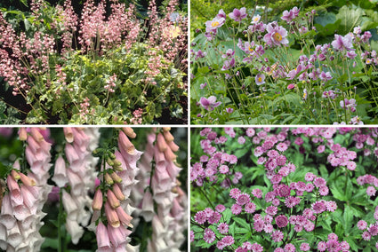 Borderpakket Noortje - Roze Vaste planten mix Klei bodem - Halfschaduw & Zon