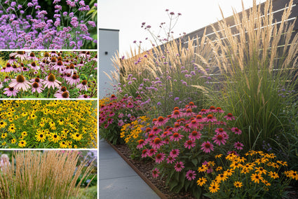 Borderpakket Rens - Prairieborder Vaste planten Paars, Roze & Geel