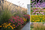 Borderpakket Rens - Prairieborder Vaste planten Paars, Roze & Geel