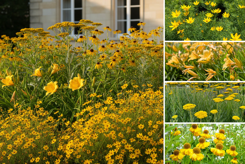 Borderpakket Roos - Bijvriendelijke Vaste planten mix Geel - Zon & halfschaduw