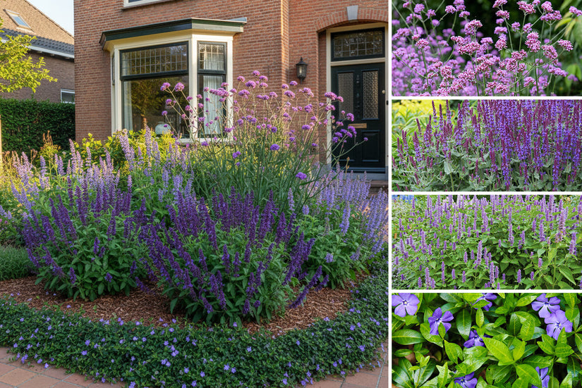 Borderpakket Sanne - Vaste planten voor Bijen - Bijvriendelijke tuinplanten - Paars - Zon