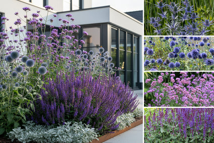 Borderpakket Saul - Strandtuin vaste planten - Bloeikleur Paars & Blauw - Zon