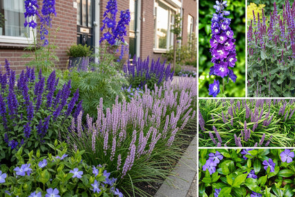 Borderpakket Sophie - Vaste planten combinaties Paars - Halfschaduw en zon