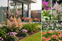 Borderpakket Tess - Roze Vaste planten mix - Halfschaduw & zon