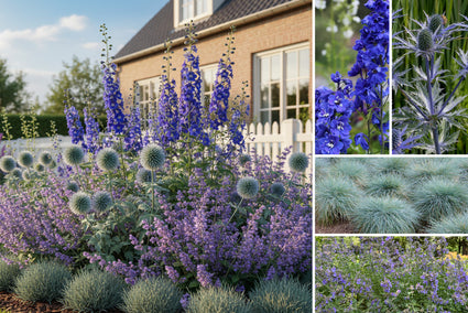Borderpakket Thomas - Vaste planten mix, blauwe bloemen - Halfzon