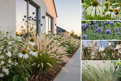 Borderpakket Veerle - Vaste planten Blauw & Wit - Droge grond - Zon