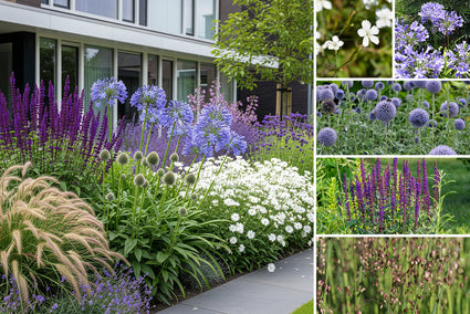 Borderpakket Vera - Bijzondere planten mix - Zon