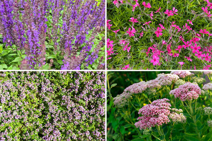 Borderpakket Willemijn - Borderpakket onderhoudsarm tuinplanten voor vogels, vlinders & bijen - Halfschaduw & Zon - Paars, Blauw & Roze