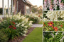 Borderpakket Zinzi - Voor een vochtige tuin - roze, rood & wit - Halfschaduw & zon