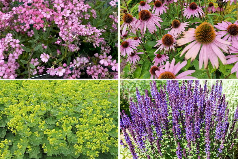 Borderpakket Diny - Meerkleurig Roze, Blauw, Paars, Geel - Zon en Halfzon