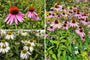 Borderpakket Floortje - Prairieborder Zonnehoed Roze en Wit  - Halfschaduw & Zon