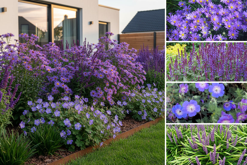 Borderpakket Michel - Herfstbloeiers tuinplanten mix - Paars