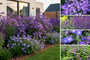 Borderpakket Michel - Herfstbloeiers tuinplanten mix - Paars