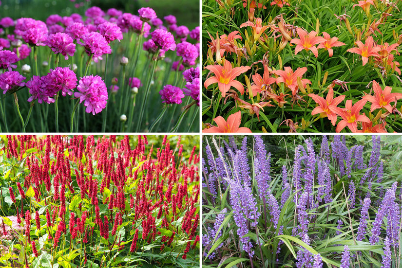 Borderpakket Julia - Vaste planten - Roze & Rood - Halfschaduw