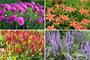 Borderpakket Julia - Vaste planten - Roze & Rood - Halfschaduw