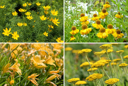 Borderpakket Roos - Bijvriendelijke Vaste planten mix Geel - Zon & halfschaduw