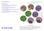 Borderpakket Diny - Meerkleurig Roze, Blauw, Paars, Geel - Zon en Halfzon
