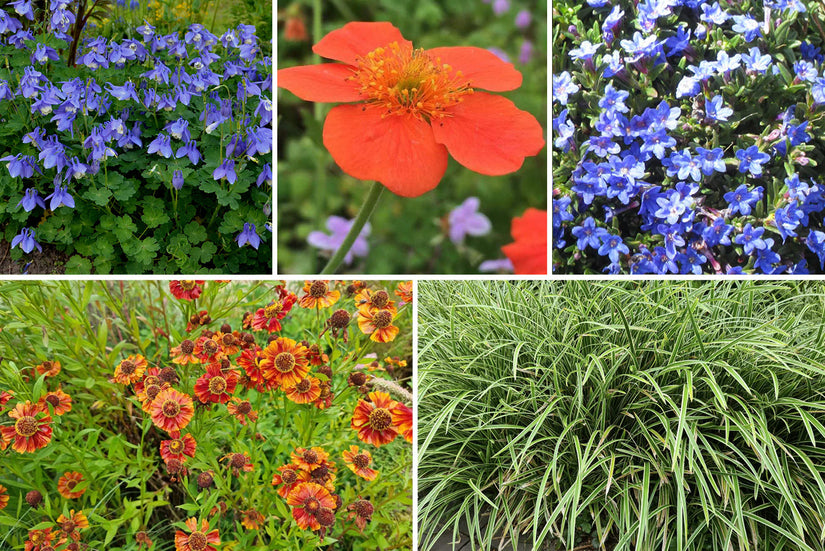 Borderpakket Tom - Vaste planten & siergras - vanaf 2m2 - Blauw & Oranje - Veengrond - Halfschaduw & Zon