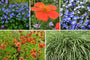 Borderpakket Tom - Vaste planten & siergras - vanaf 2m2 - Blauw & Oranje - Veengrond - Halfschaduw & Zon
