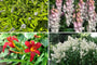 Borderpakket Zinzi - Voor een vochtige tuin - roze, rood & wit - Halfschaduw & zon