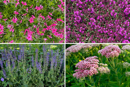 Borderpakket Willemijn - Borderpakket onderhoudsarm tuinplanten voor vogels, vlinders & bijen - Halfschaduw & Zon - Paars, Blauw & Roze