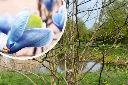 Bosmagnolia - Magnolia acuminata 'Blue opal'
