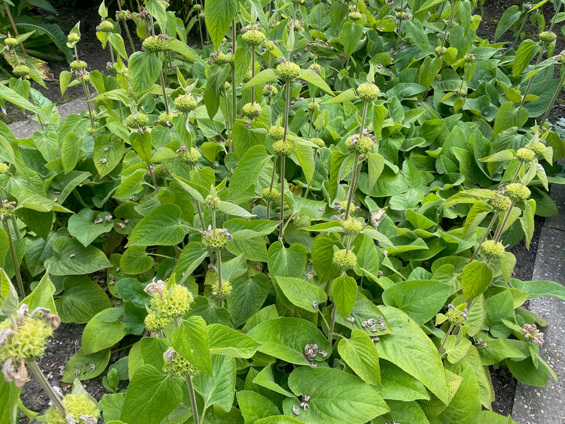 brandkruid phlomis ook uitgebloeid prachtig