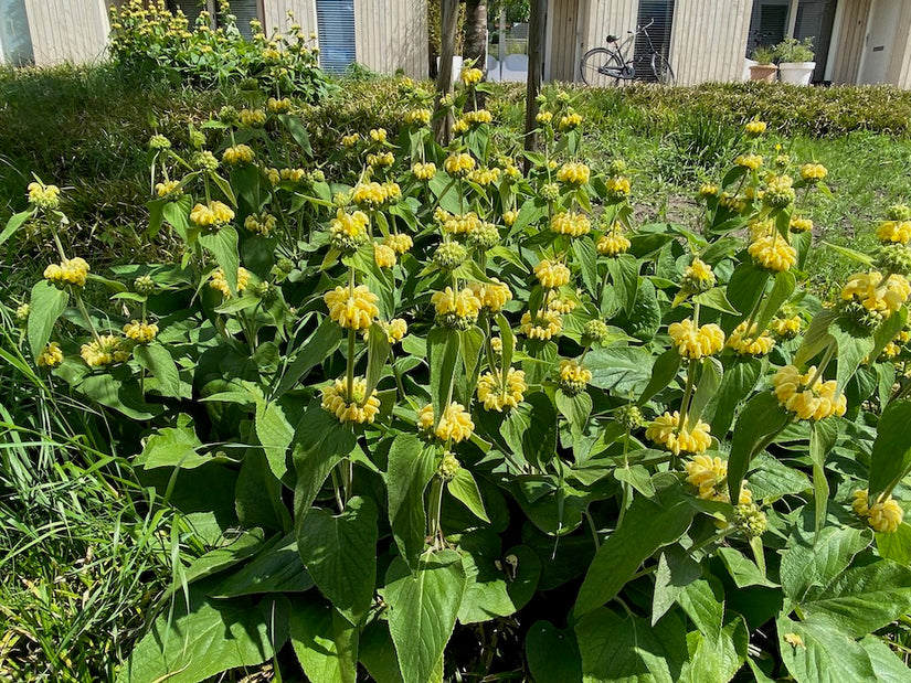 Brandkruid - Phlomis russeliana