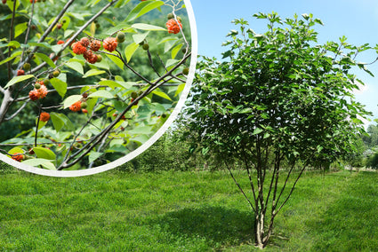 Papiermoerbei - Broussonetia papyrifera