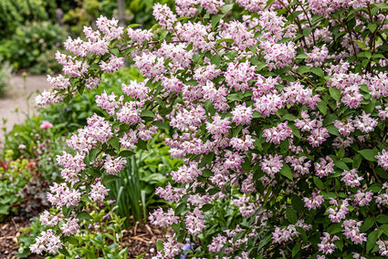 Bruidsbloem - Deutzia 'Raspberry Sundae'