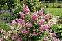 Bruidsbloem - Deutzia hybrida 'Strawberry Fields'