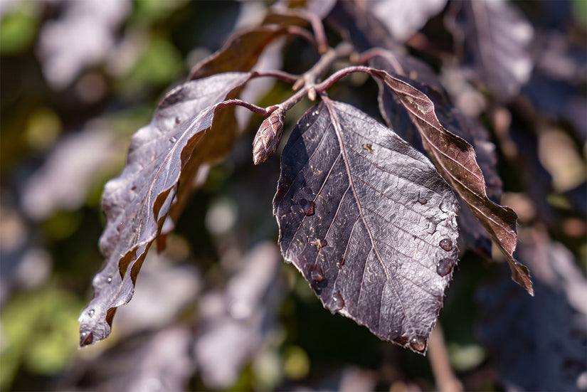 Bruine treurbeuk - Fagus sylvatica 'Black Swan'
