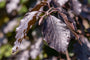 Bruine treurbeuk - Fagus sylvatica 'Black Swan'